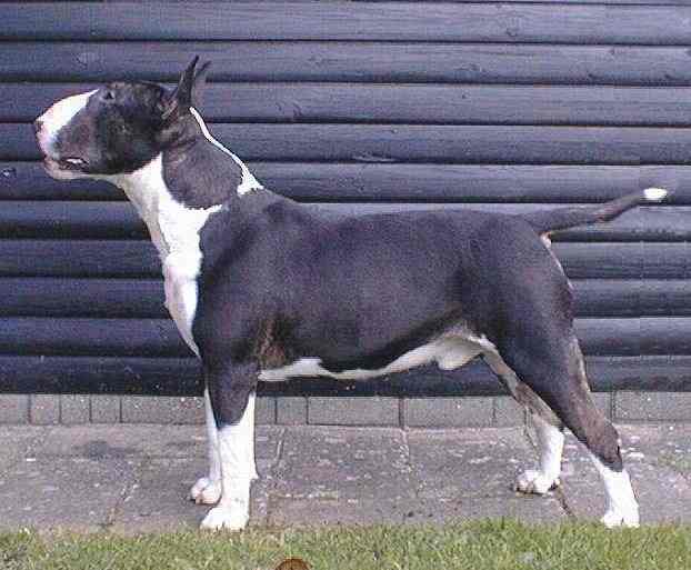 The Bull Terrier Web RING (4824 bytes)